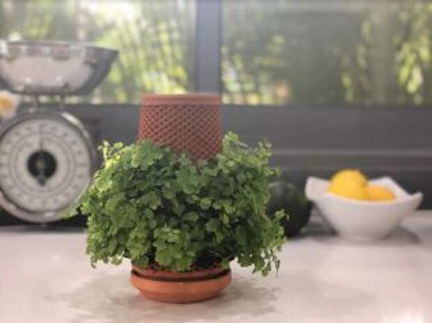 Terraplanter — система для выращивания растений без почвы