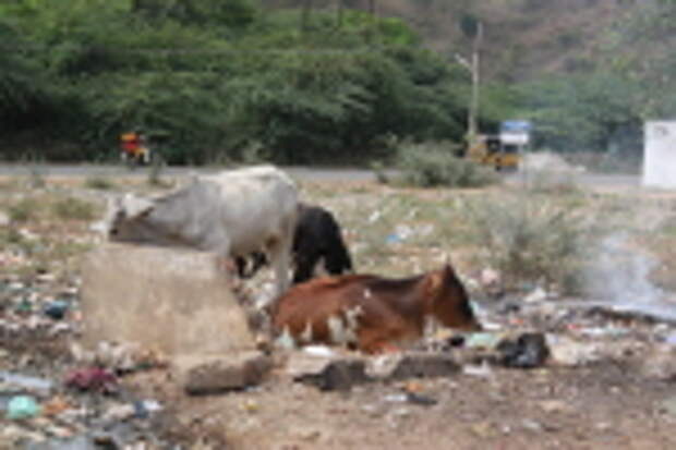 Кликните для увеличения Священное животное Индии.