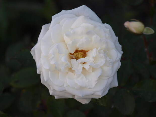 белая роза после опрыскивания и добавления в почву золы