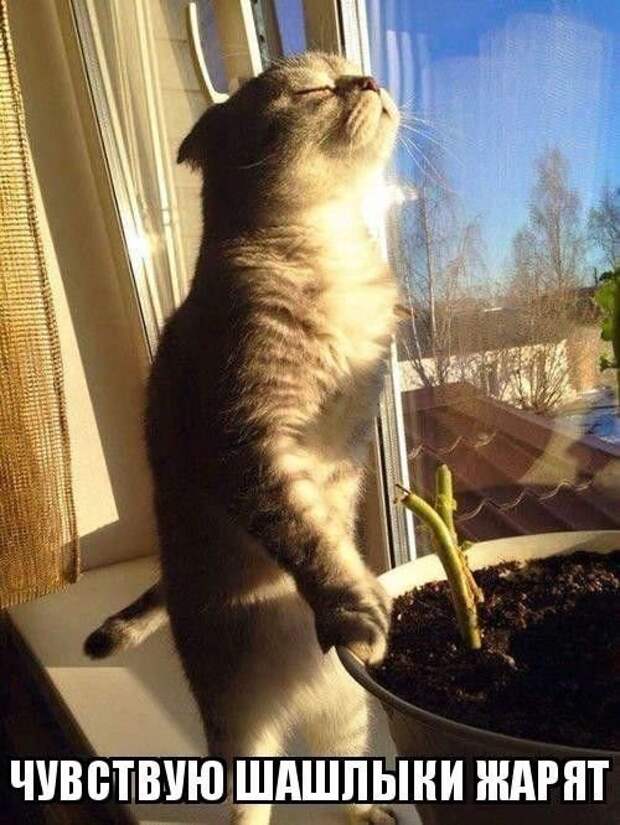 Подражая котоматрице котоматрица, коты, юмор