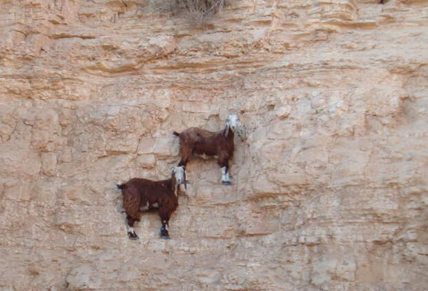 Козлы, которым не ведома боязнь высоты crazygoats06 Козлы, которым не ведома боязнь высоты