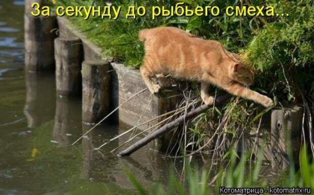 Новая котоматрица для хорошего настроения (35 фото)