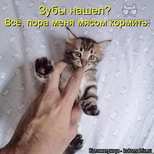 Котоматрица: Зубы нашел?  Всё, пора меня мясом кормить.