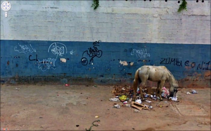 Неординарные снимки из сервиса Google Street View (47 фото) Неординарные снимки из сервиса Google Street View (47 фото)