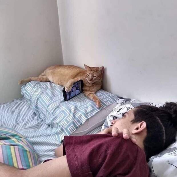 Усатые мурлыки, у которых от работы заболели лапки
