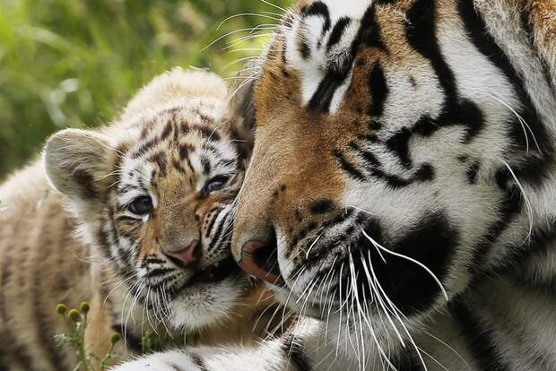 тигрица с тигрятами - Самое интересное в блогах
