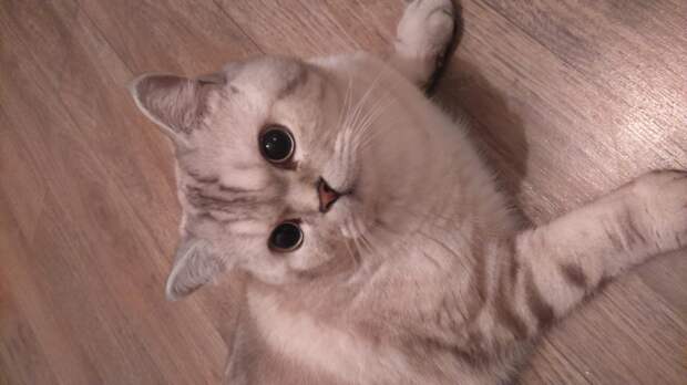 дом для кота кот в доме