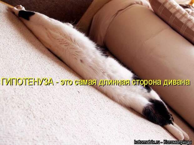 Лучшие котоматрицы недели (50 фото) Лучшие котоматрицы недели (50 фото)