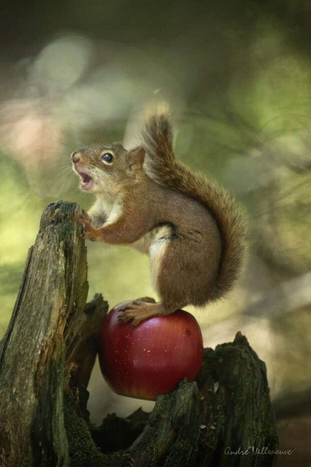 Фотография забавная жизнь белок Andre Villeneuve Фотография забавная жизнь белок Andre Villeneuve