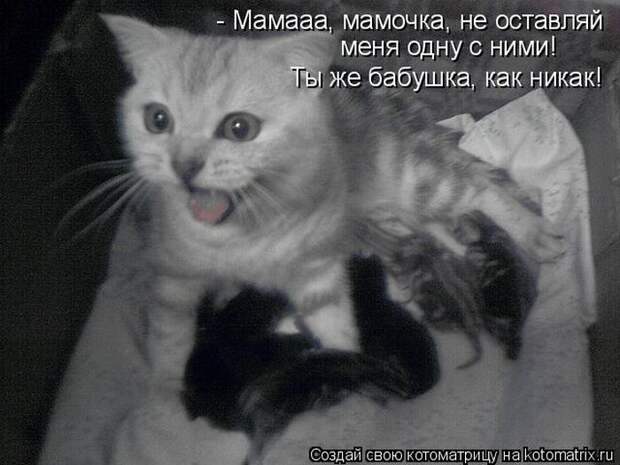 Лучшие котоматрицы недели (50 фото) Лучшие котоматрицы недели (50 фото)