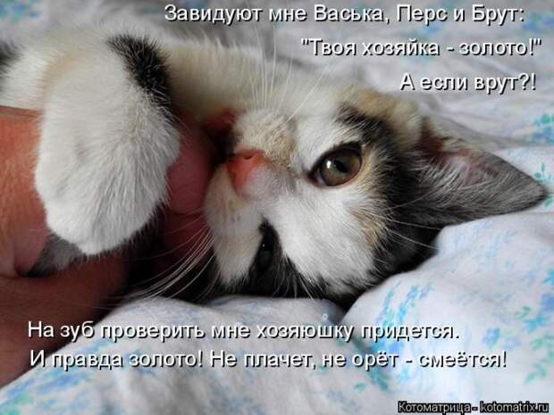 Лучшие котоматрицы недели (50 фото) Лучшие котоматрицы недели (50 фото)