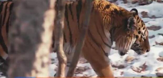 В Москве состоялся закрытый показ документального фильма "Спасти тигра"
