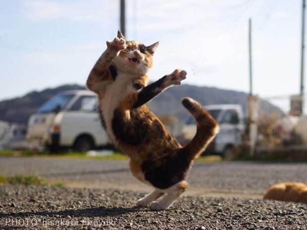 Японский фотограф посвятил свою жизнь съемкам кошек-«ниндзя» животные, коты, коты ниндзя, ниндзя, фотограф