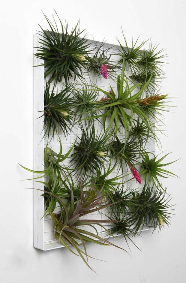 Живая стена из растений в рамке