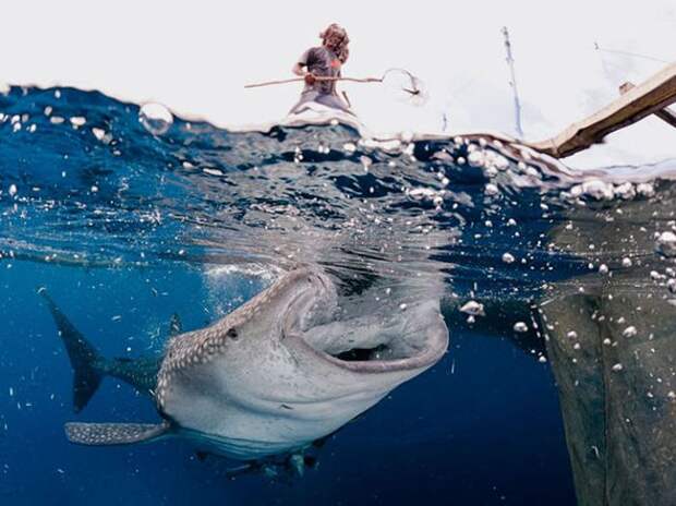 Коллекция удивительных снимков от National Geographic за 2012 год Коллекция удивительных снимков от National Geographic за 2012 год