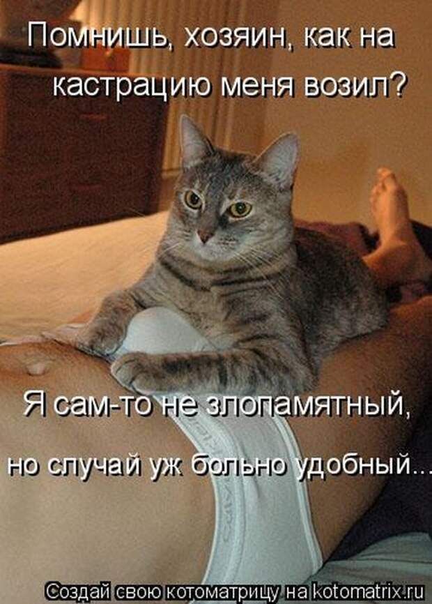 Лучшие котоматрицы недели (50 фото) Лучшие котоматрицы недели (50 фото)