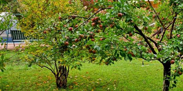 Что с чем сажать в саду, что посадить возле яблони, что посадить возле груши, что посадить возле сливы, что посадить возле смородины, что посадить возле вишни, что посадить возле земляники, что посадить возле грецкого ореха?