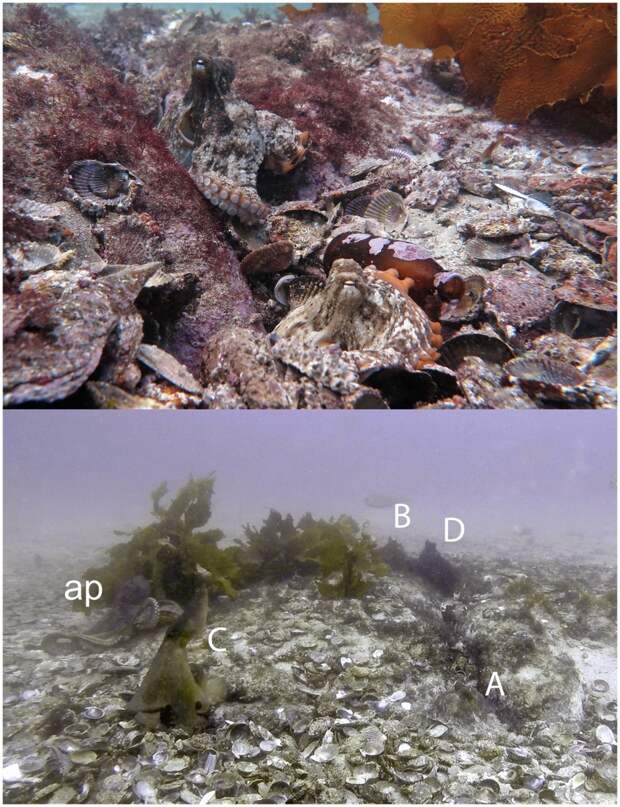 Ученые нашли подводный город осьминогов у берегов Австралии