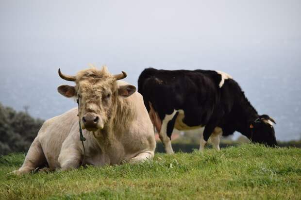 Почему мясо коровы называют «говядиной»