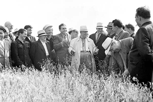 Никита Хрущев осматривает посевы в целинном зерносовхозе. Фото: Немов Ю., Будневич И. / ТАСС 