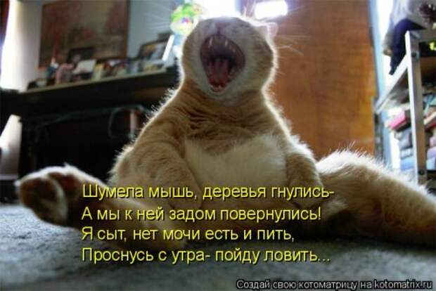 Лучшая котоматрица недели
