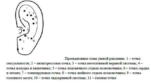 Типы ушных раковин. Схема точек акупунктуры ушной раковины. Ушные точки Аурикулярные точки. Аурикулярные точки на ушной раковине. Акупунктурные точки ушной раковины.