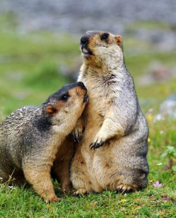 Это не только ценный мех (7 фото)