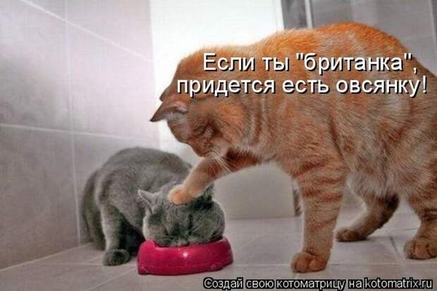 Выпуск 272: Красочные и улыбающие котоматрицы (30 фото) Выпуск 272: Красочные и улыбающие котоматрицы (30 фото)