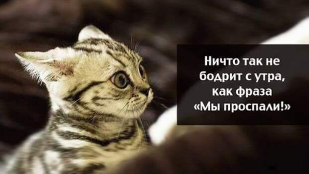 Новый сборник забавных фотомемов (20 шт)