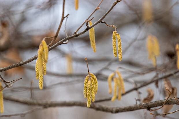 Синоптики сообщили о наступлении метеорологической весны в центре России