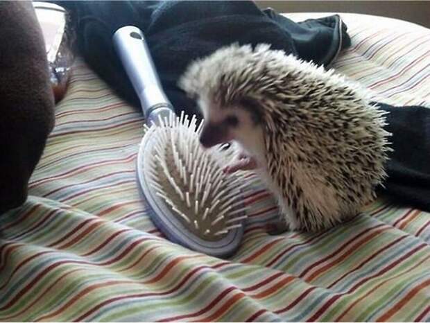 Hedgehogs07 Ёжики настоящие и нет