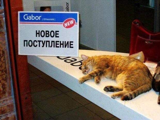 Бредовые надписи