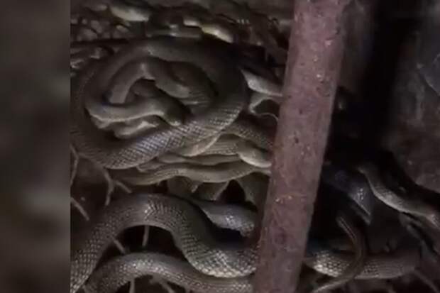 Новоселы из Анапы пожаловались на змей в доме