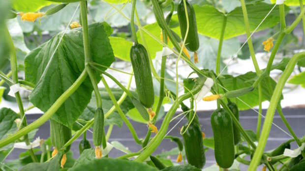 Чтобы не выросли горькими: 3 критических правила ухода за огурцами, о которых многие забывают