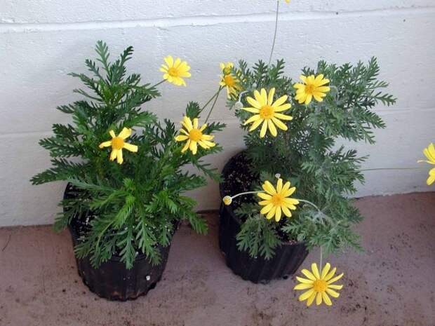Эуриопс (Euryops) Эуриопс (Euryops)
