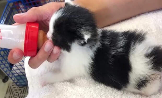 котенок кушает