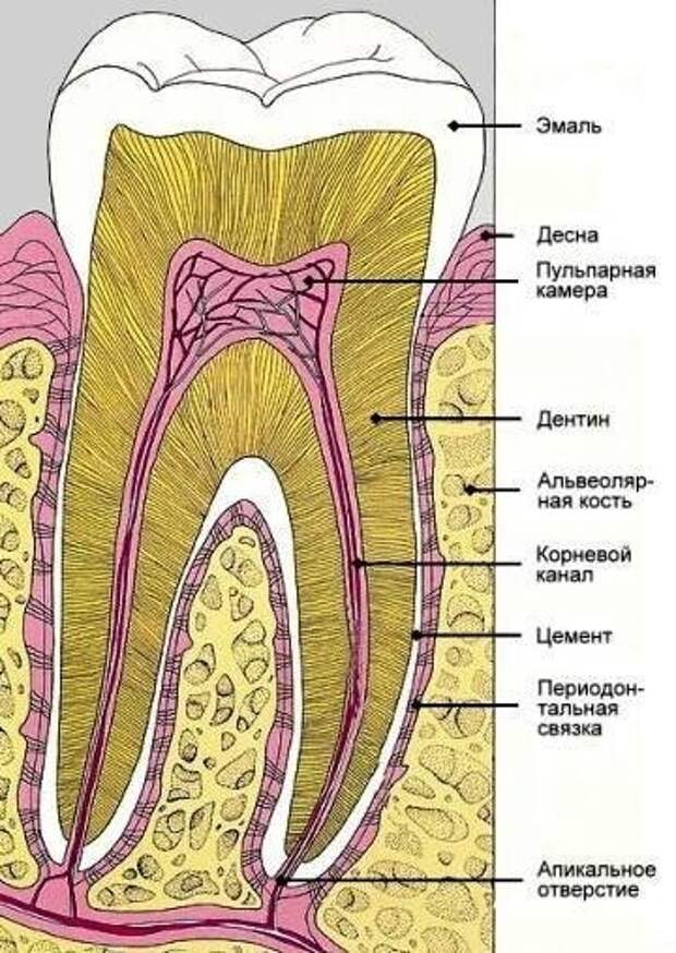 Зуб в разрезе картинка с подписями