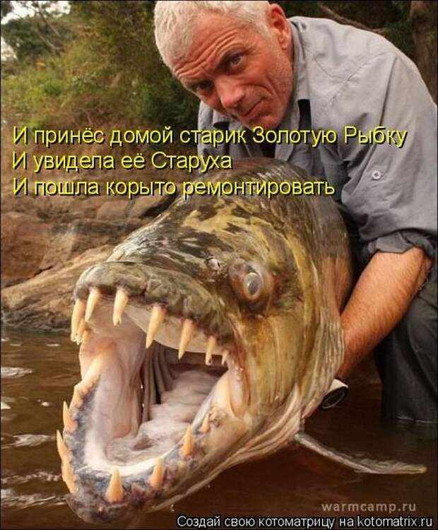 Лучшие котоматрицы недели (50 фото) Лучшие котоматрицы недели (50 фото)