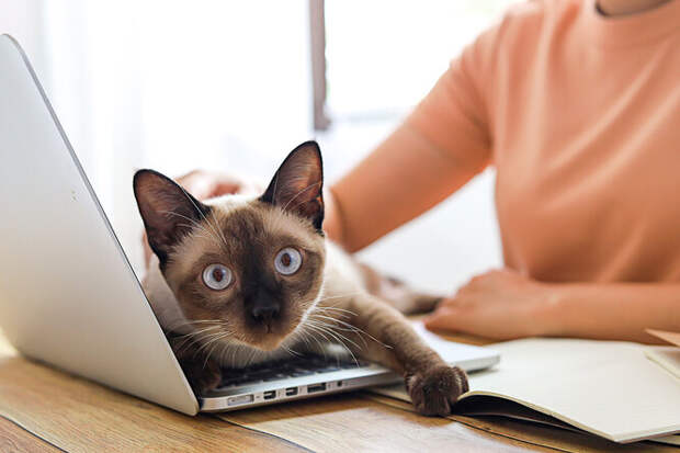 Работаете из&nbsp;дома? 7 способов занять кота, который не&nbsp;знает слова «удалёнка»