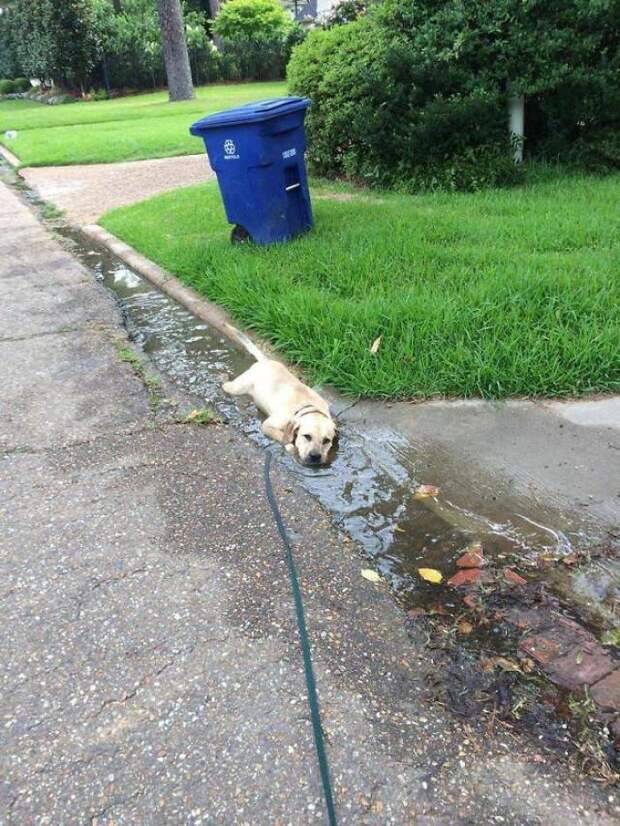A Labrador Labradoing What A Labradog Labrado