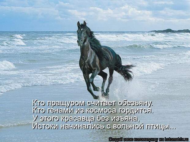 Котоматрица: Кто пращуром считает обезьяну. Кто генами из космоса гордится. У этого красавца без изъяна,  Истоки начинались с вольной птицы...