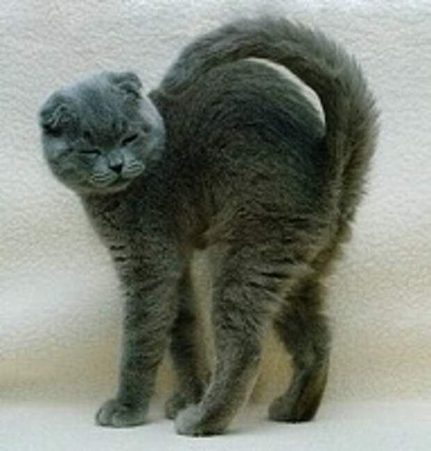 Кошки и Котята 169