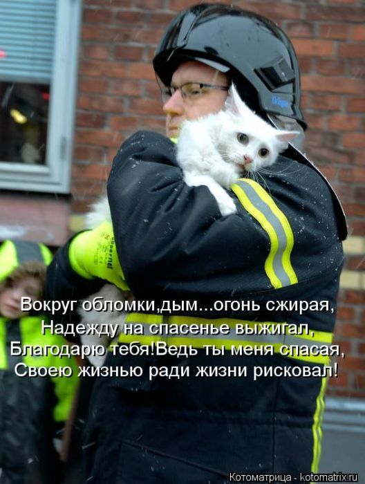 Котоматрицы(картинки с надписями)