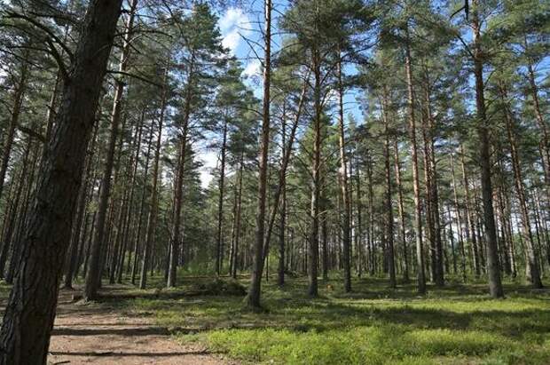 В мае посещение заказников Ленобласти подорожает до 150 рублей