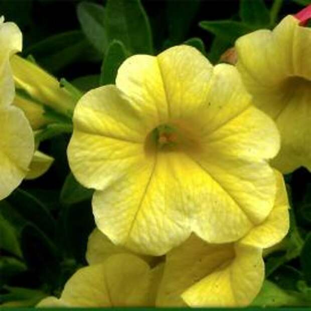 Петуния (Yellow petunias)