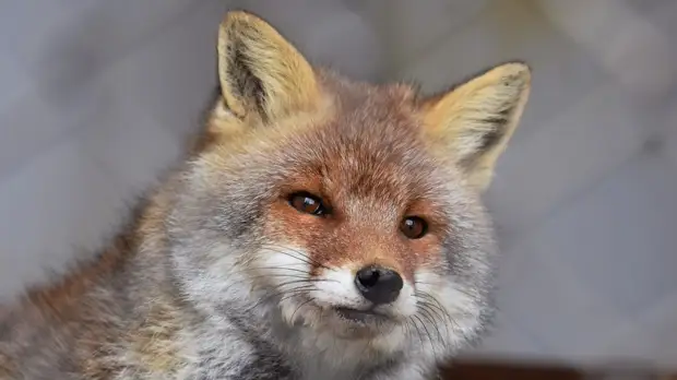 В Саратове введён карантин из-за бешенства лисы