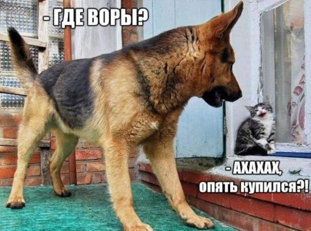 Веселые и забавные приколы с собаками (12 фото) Веселые и забавные приколы с собаками (12 фото)