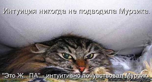 Котоматрица.....