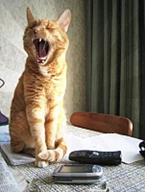 Кошки и Котята 175