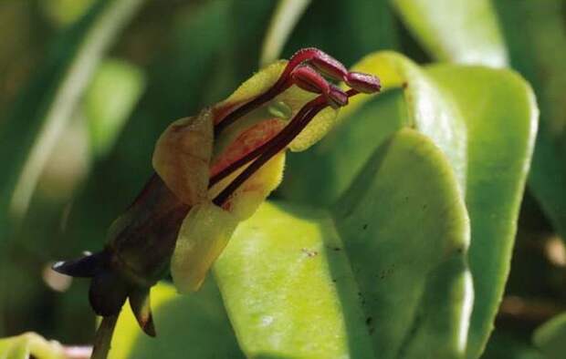 В прибрежных лесах Тайваня обнаружен цветок, «нарушивший» законы эволюции